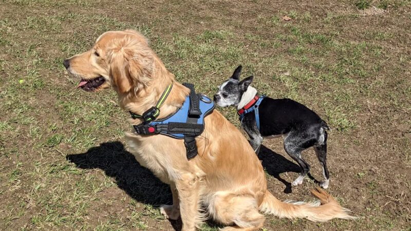 SPCA Dog Park - Watertown, NY