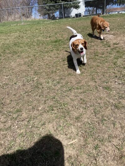 SPCA Dog Park - Watertown, NY