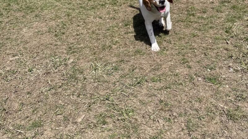 SPCA Dog Park - Watertown, NY