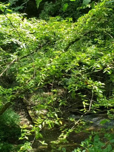 Shades State Park - Waveland, IN