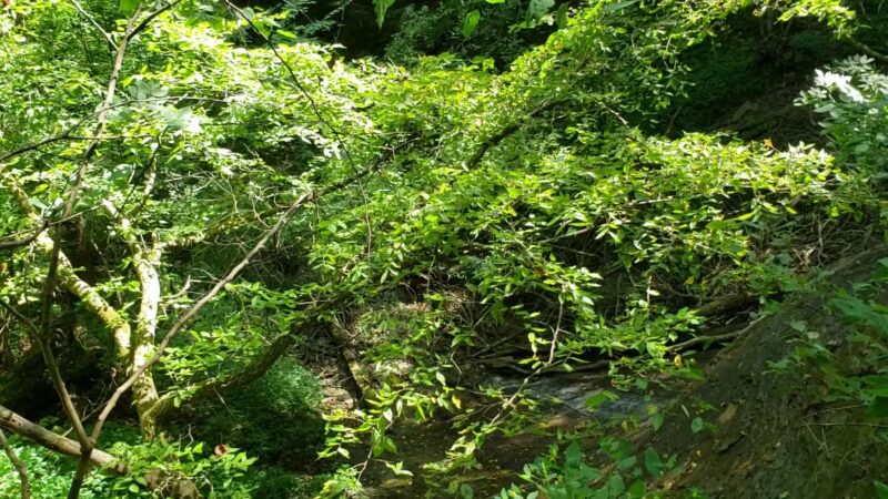 Shades State Park - Waveland, IN