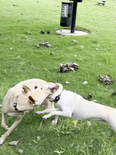 Wags-A-Hachie Dog Park - Waxahachie, TX