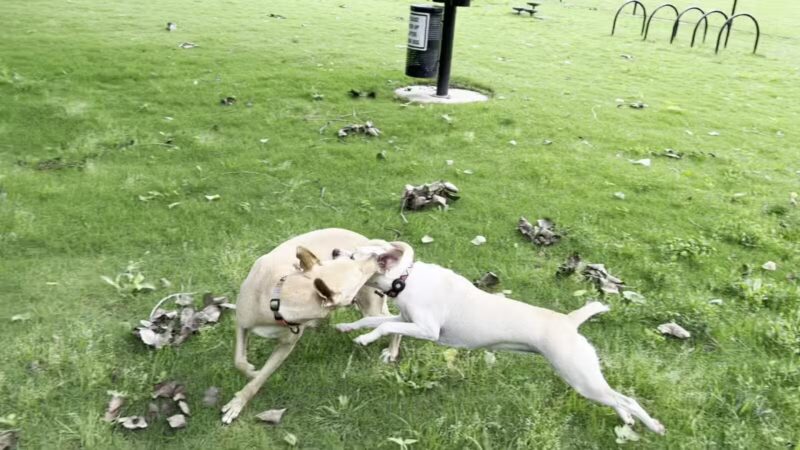 Wags-A-Hachie Dog Park - Waxahachie, TX