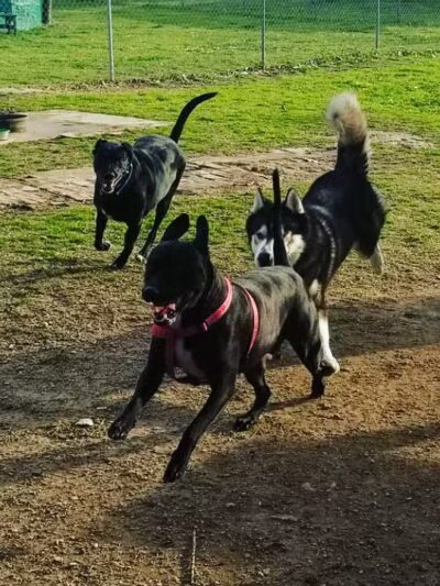 Wags-A-Hachie Dog Park - Waxahachie, TX