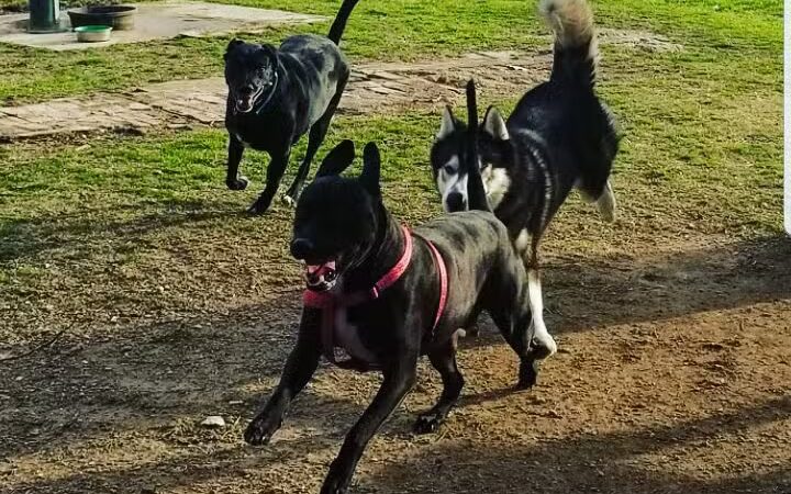 Wags-A-Hachie Dog Park - Waxahachie, TX