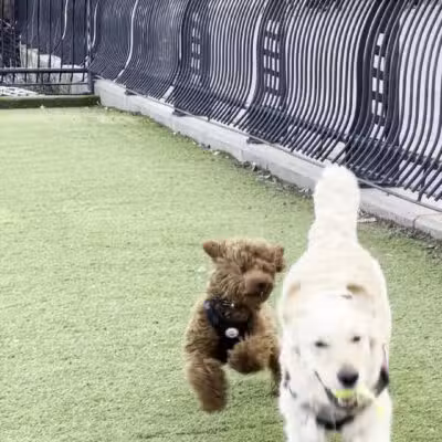 Dog Park - Weehawken Township, NJ