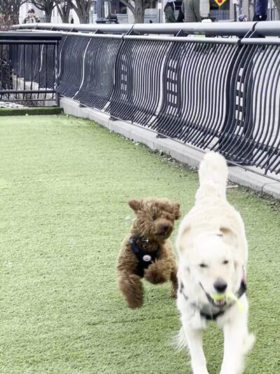 Dog Park - Weehawken Township, NJ