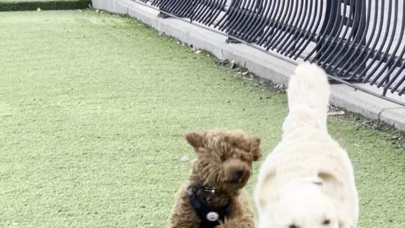 Dog Park - Weehawken Township, NJ