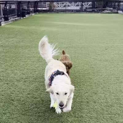 Dog Park - Weehawken Township, NJ