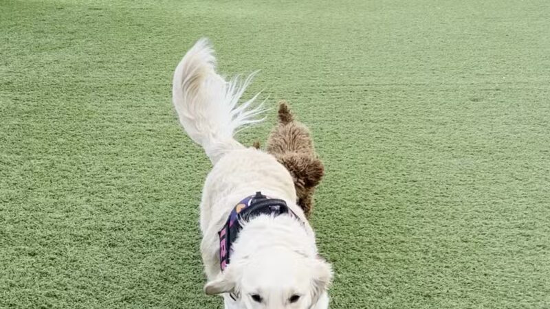 Dog Park - Weehawken Township, NJ