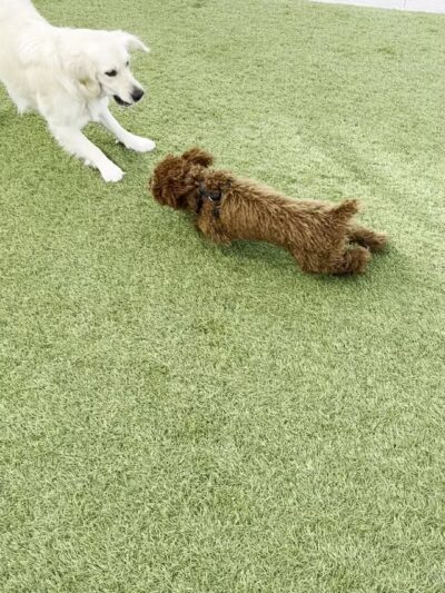 Dog Park - Weehawken Township, NJ