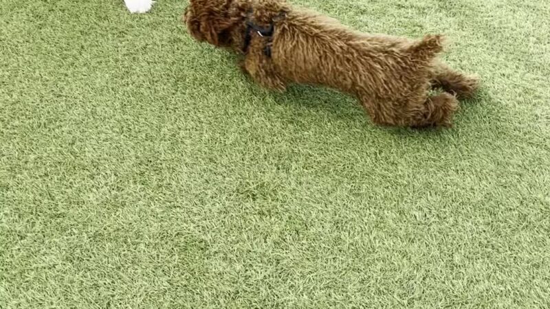 Dog Park - Weehawken Township, NJ