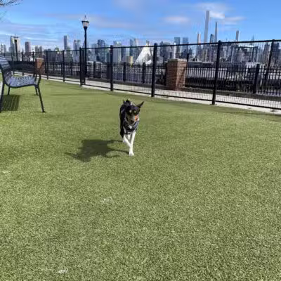 Dog Park - Weehawken Township, NJ