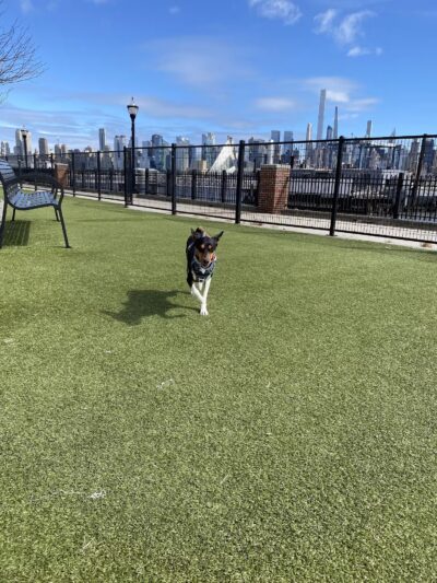 Dog Park - Weehawken Township, NJ