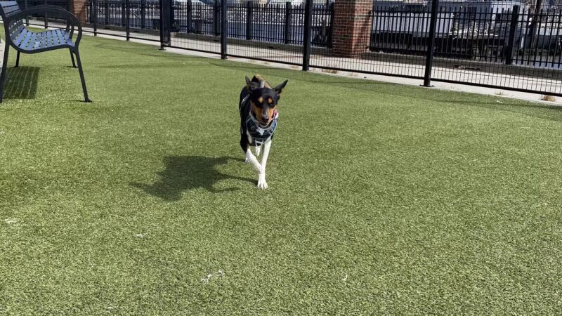 Dog Park - Weehawken Township, NJ