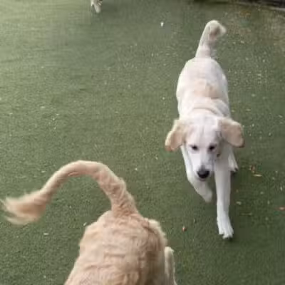 Dog Park - Weehawken Township, NJ