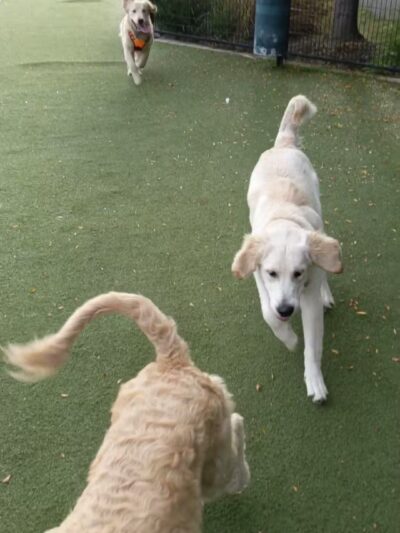 Dog Park - Weehawken Township, NJ