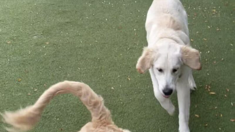 Dog Park - Weehawken Township, NJ