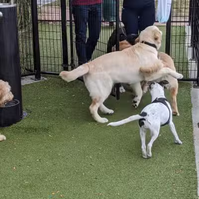 Dog Park - Weehawken Township, NJ