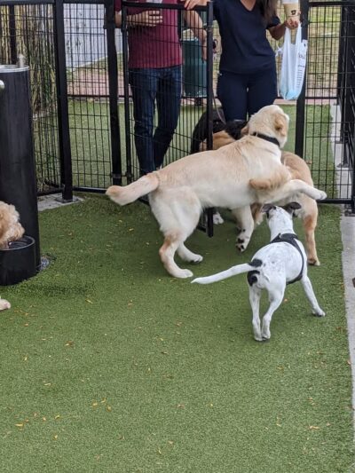 Dog Park - Weehawken Township, NJ