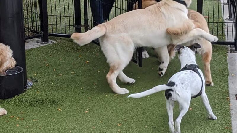 Dog Park - Weehawken Township, NJ