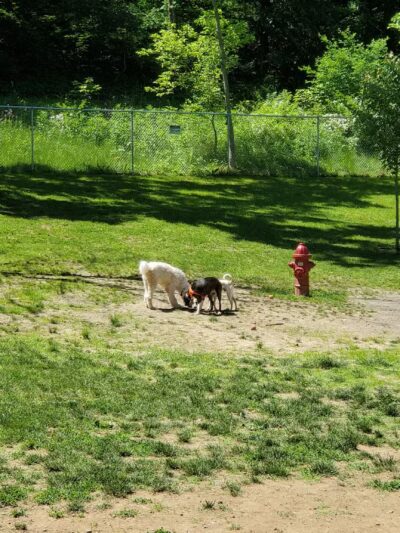 Hopewell Dog Park - West Aliquippa, PA