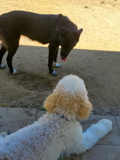 Hopewell Dog Park - West Aliquippa, PA