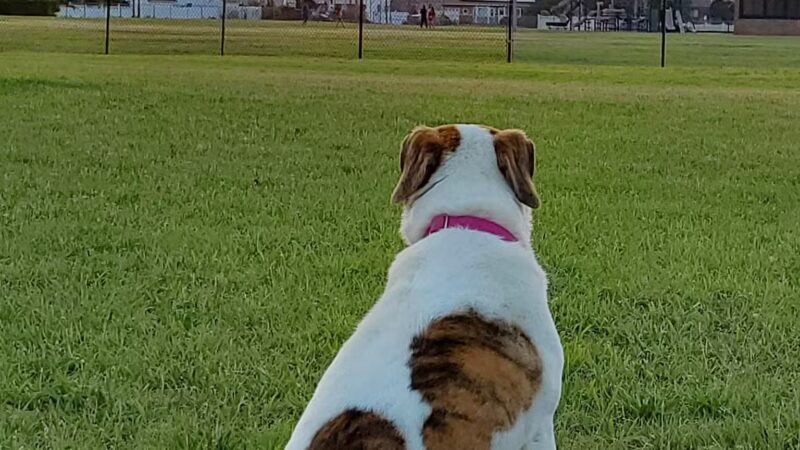 Venetian Shores Beach - West Babylon, NY