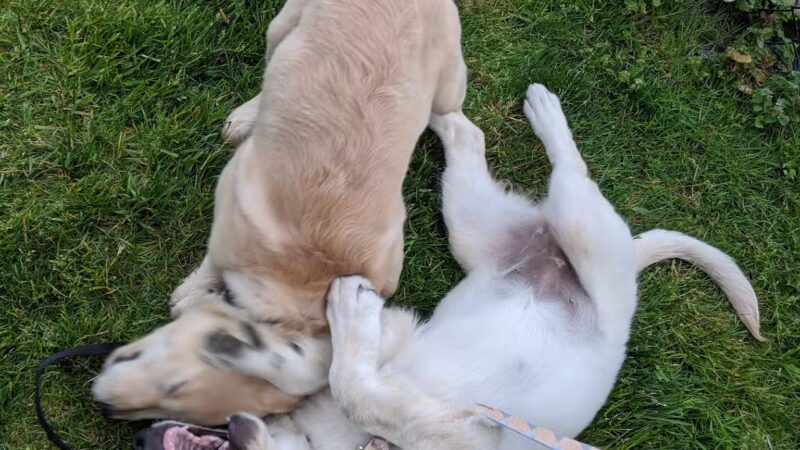 Doge Industries - Masti/Zahava Branch - West New York, NJ