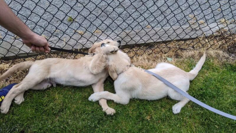 Doge Industries - Masti/Zahava Branch - West New York, NJ