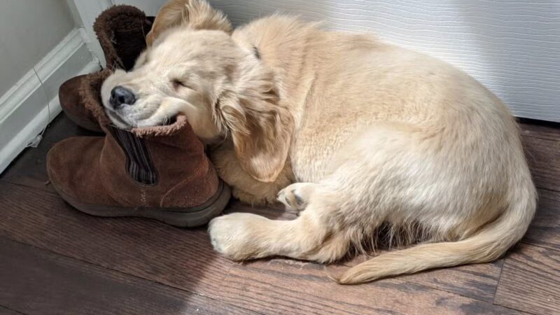 Doge Industries - Masti/Zahava Branch - West New York, NJ