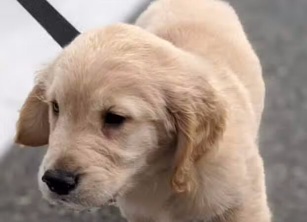 Doge Industries - Masti/Zahava Branch - West New York, NJ