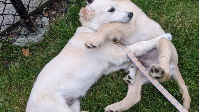 Doge Industries - Masti/Zahava Branch - West New York, NJ