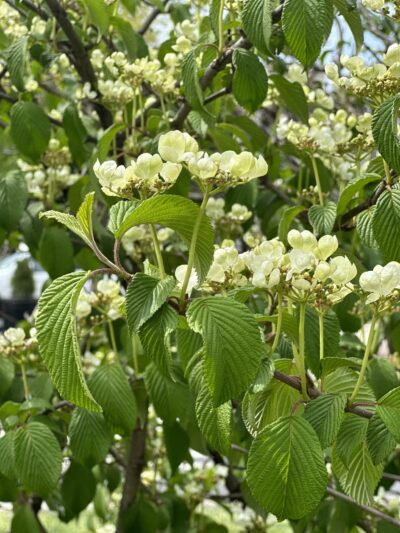 Foundation Park - Westfield, NJ