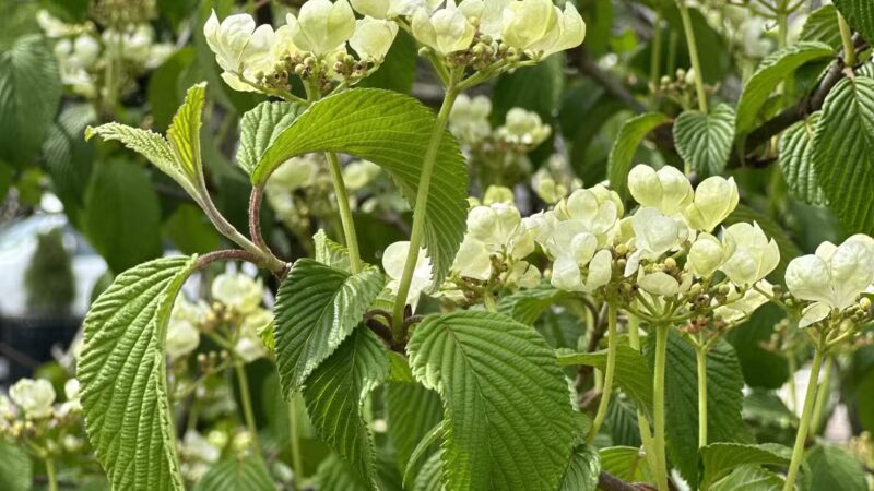 Foundation Park - Westfield, NJ