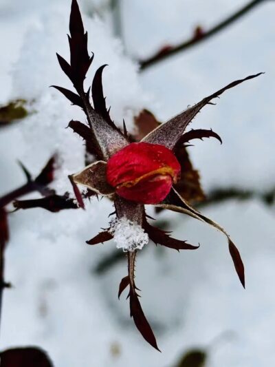Foundation Park - Westfield, NJ