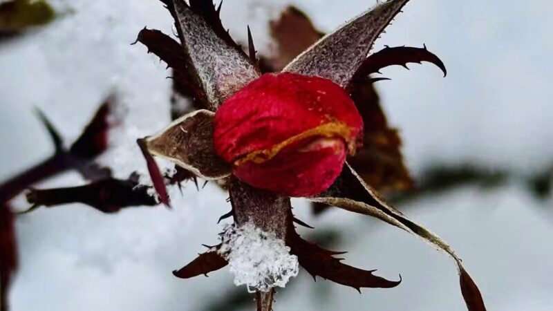 Foundation Park - Westfield, NJ