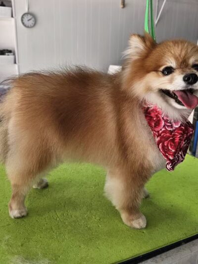 In The Dog House LLC - Westfield, NJ