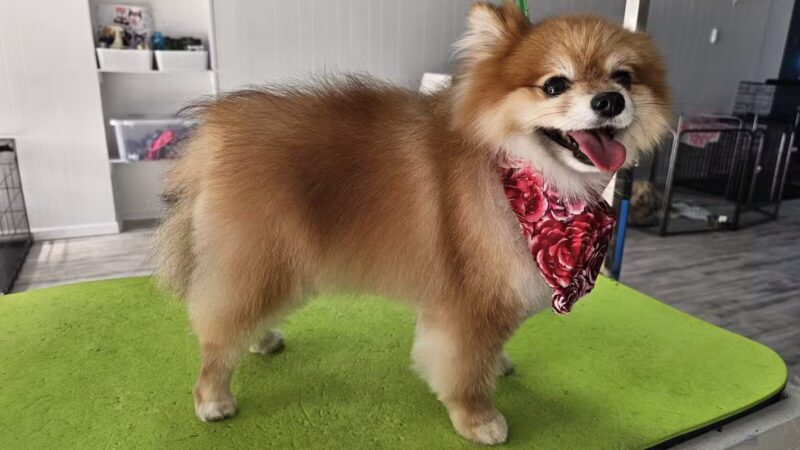 In The Dog House LLC - Westfield, NJ