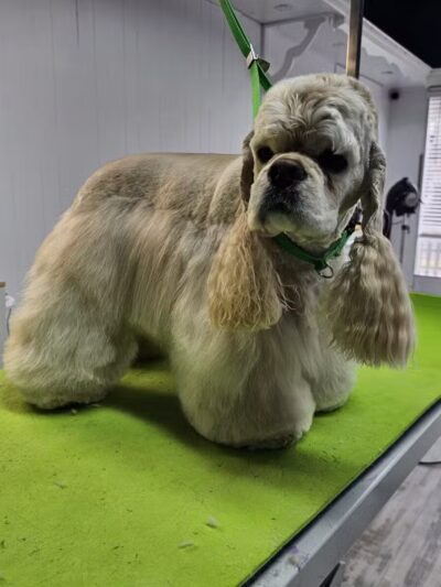 In The Dog House LLC - Westfield, NJ