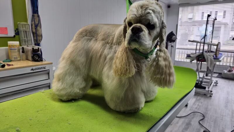 In The Dog House LLC - Westfield, NJ