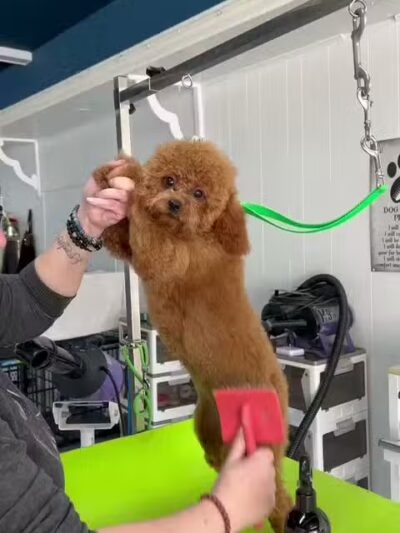 In The Dog House LLC - Westfield, NJ