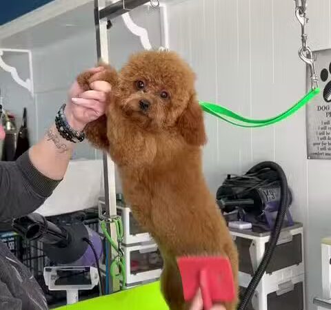 In The Dog House LLC - Westfield, NJ