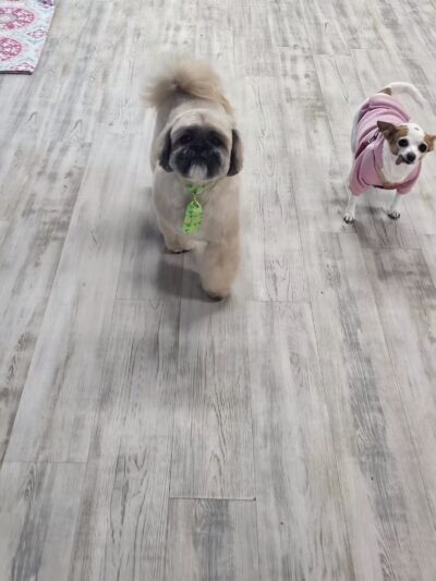 In The Dog House LLC - Westfield, NJ