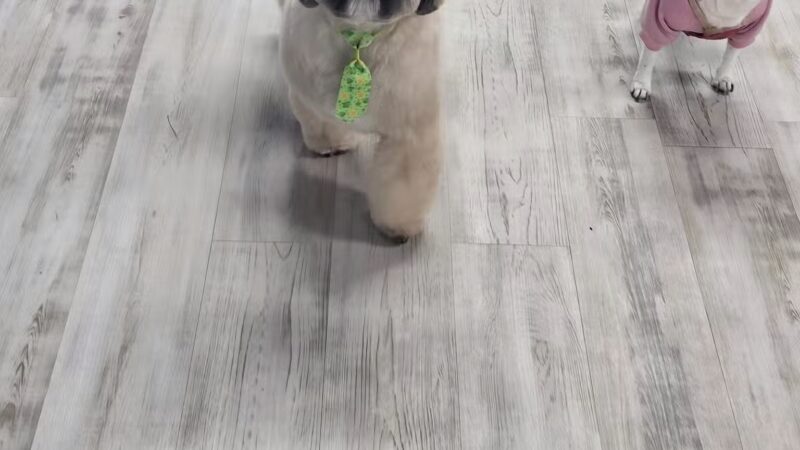 In The Dog House LLC - Westfield, NJ