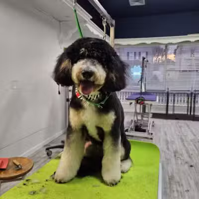 In The Dog House LLC - Westfield, NJ