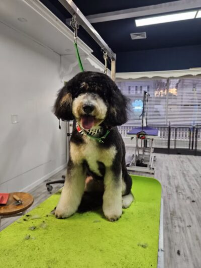 In The Dog House LLC - Westfield, NJ