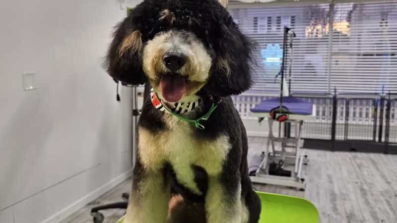 In The Dog House LLC - Westfield, NJ