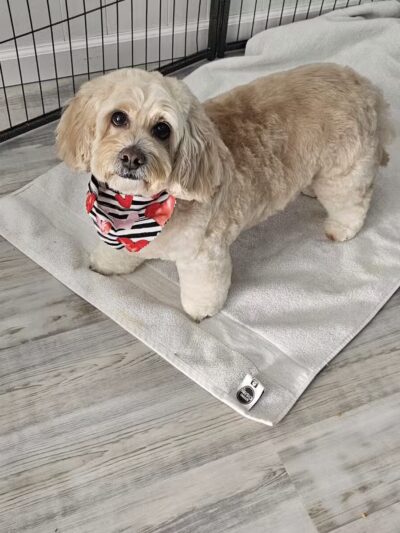 In The Dog House LLC - Westfield, NJ