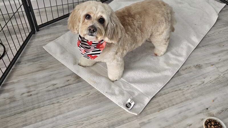 In The Dog House LLC - Westfield, NJ